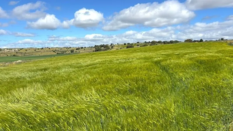 UPA alerta de la "difícil situación" que atraviesa el sector de los cultivos herbáceos