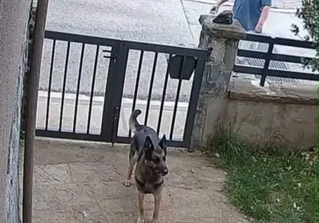 VIDEO. Rocía a perros con líquido para matarlos: detenido el agresor de la jeringa
