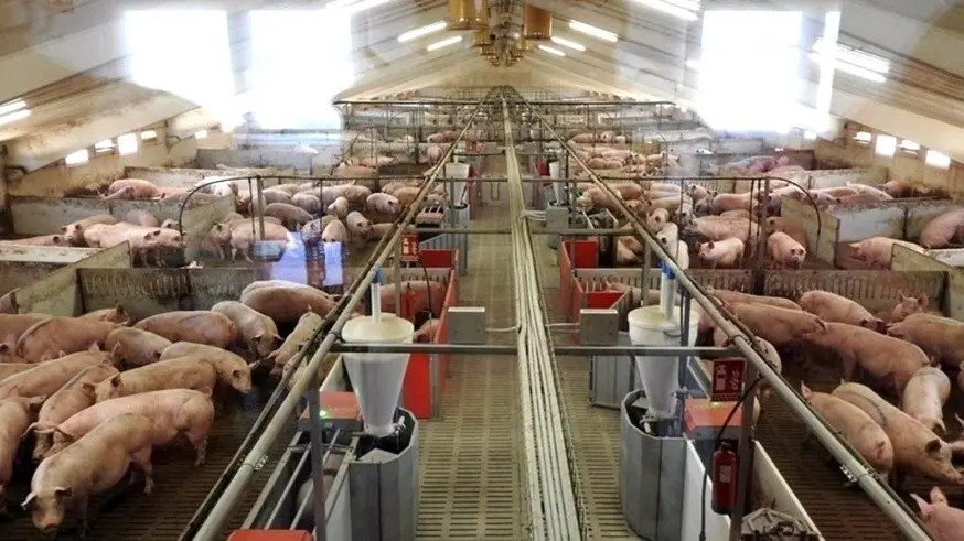 Sólo 21 de 61 proyectos de macrogranjas porcinas siguen tramitándose tras la moratoria, porcino, macrogranja,
