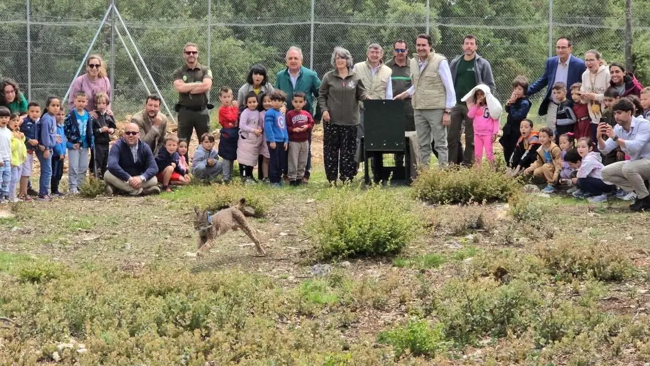 Castilla-La Mancha realiza la primera translocación entre comunidades cediendo un lince a CyL