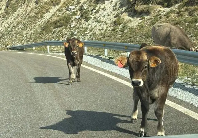 Un agente herido al ser embestido por una vaca que no quería salir de la carretera