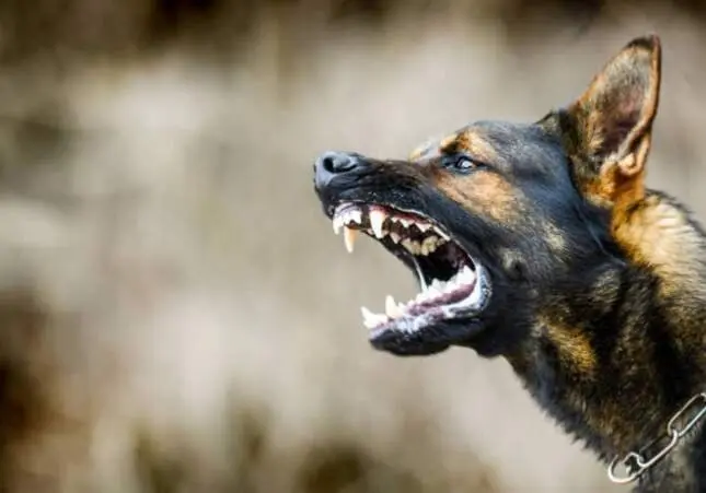 Tres perros dejan crítica a una anciana: investigan a su hija y nieta por el ataque