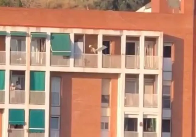 VIDEO. Vecinos desocupan un piso con mudanza exprés y lo tiran todo por el balcón