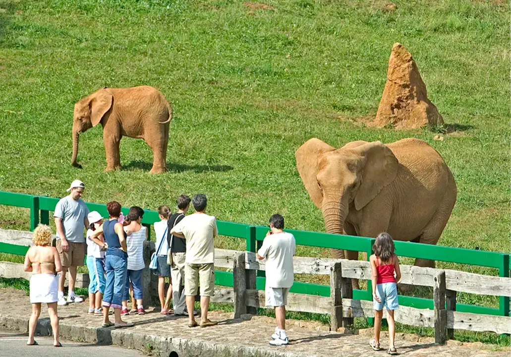 En la imagen de archivo turistas contemplan elefantes en un Parque Natural