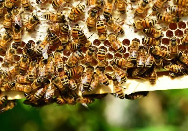Muere un hombre atacado por un enjambre de abejas cuando ayudaba a un amigo