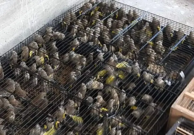 Intervenidos 922 pájaros cazados ilegalmente en pésimas condiciones: 114 ya muertos