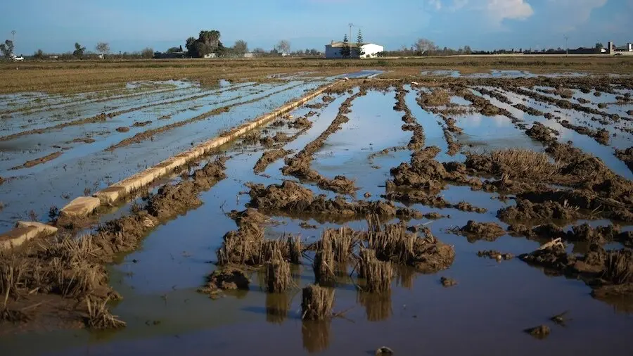En la imagen de archivo cultivos de arroz anegados por el agua tras la dana - tormentas