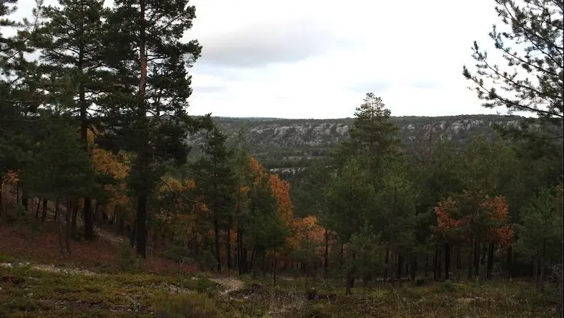 Masegosa (Cuenca) pide a Junta un cortafuegos en El Brezal ante el grave riesgo de incendio que supone para la Serranía Conquense - Fotografía: Pura Sierra