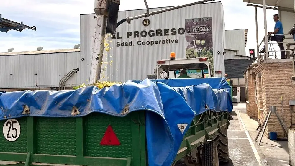 El Progreso generaliza la vendimia con una de las cosechas más bajas de la década