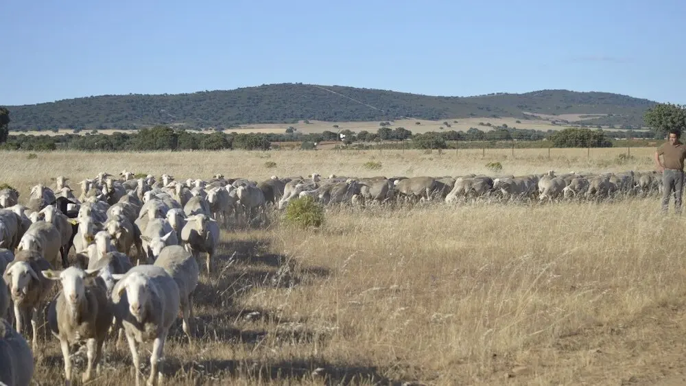 Asaja Ciudad Real acusa a la Junta de inacción frente a la crisis de lengua azul, ovino, caprino, pastores, pastoreo,