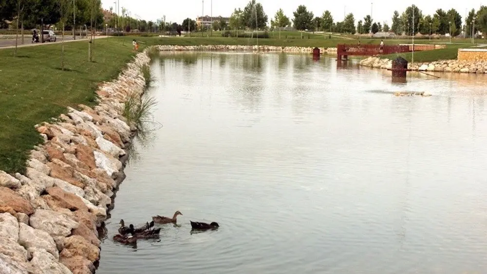 Se confirma un brote de gripe aviar en el lago del parque de Valdeluz, en Yebes (Guadalajara)