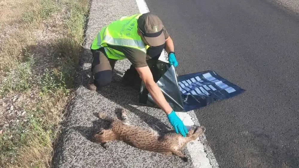 Muere atropellado un cachorro de lince ibérico en una carretera del Campo de Montiel