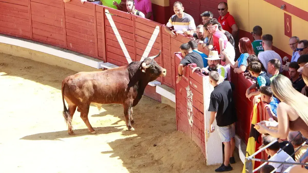 Herido un hombre tras ser alcanzado por un toro en los encierros de Almodóvar del Campo