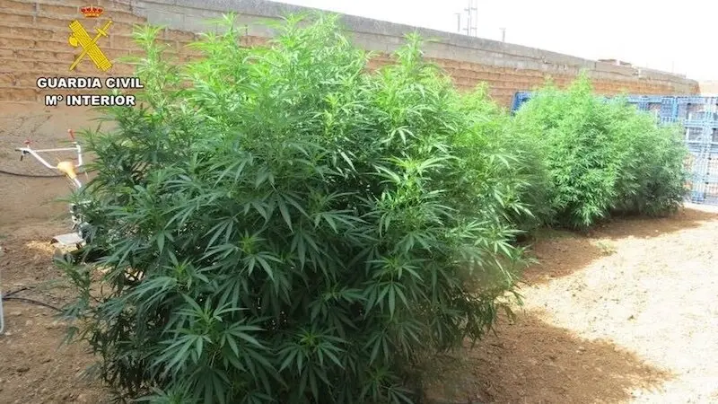 Dos detenidos en Albacete por dos cultivos de marihuana y un criadero de gallos de pelea