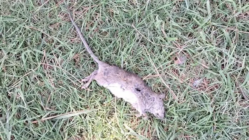 Vecinos de Argés denuncian plaga de ratas y cucarachas: piden un plan inmediato