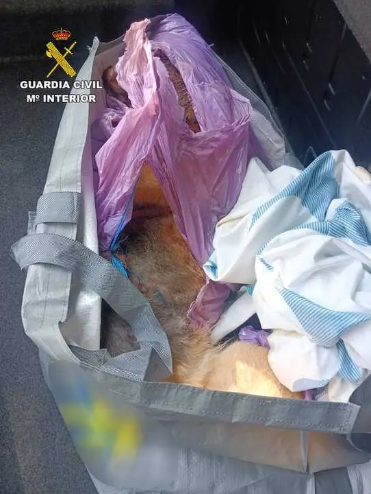 Dos detenidos en la localidad de Horche (Guadalajara) por apalear a un perro hasta la muerte