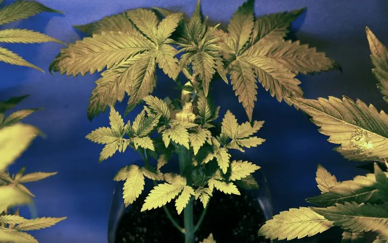 ¿Es Efectivo el Cannabis Medicinal?