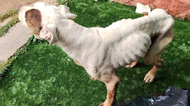 Detenida en Sigüenza por no cuidar a su perro, que tuvo que ser sacrificado