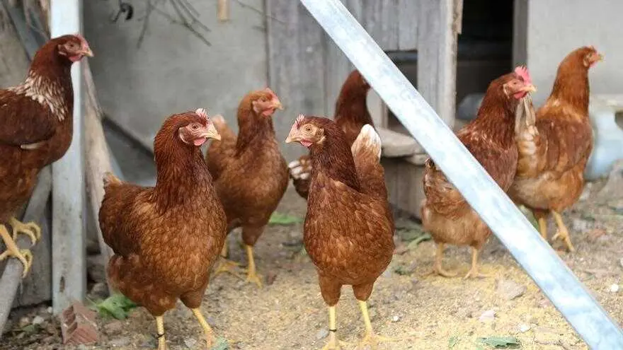 gripe aviar, gallinas, huevos, aves, granja, aves de corral,