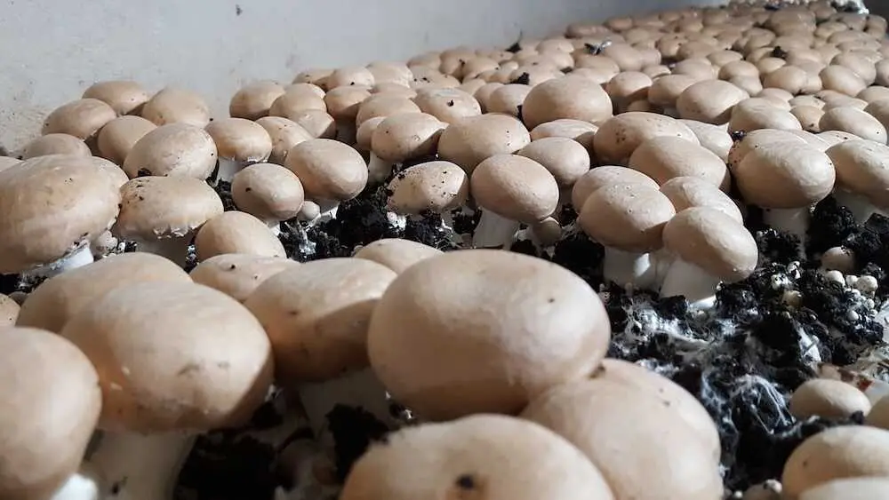 El champiñón de la Manchuela refuerza su perfil ecológico y prueba biocontrol