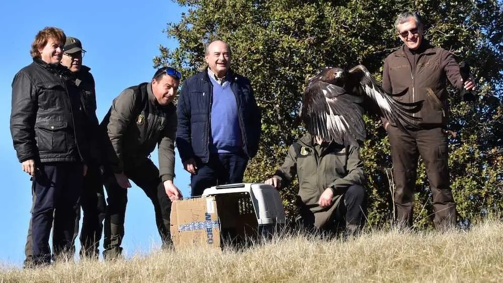 La Junta libera un águila imperial ibérica y dos reales en Castellar de Santiago (Ciudad Real)