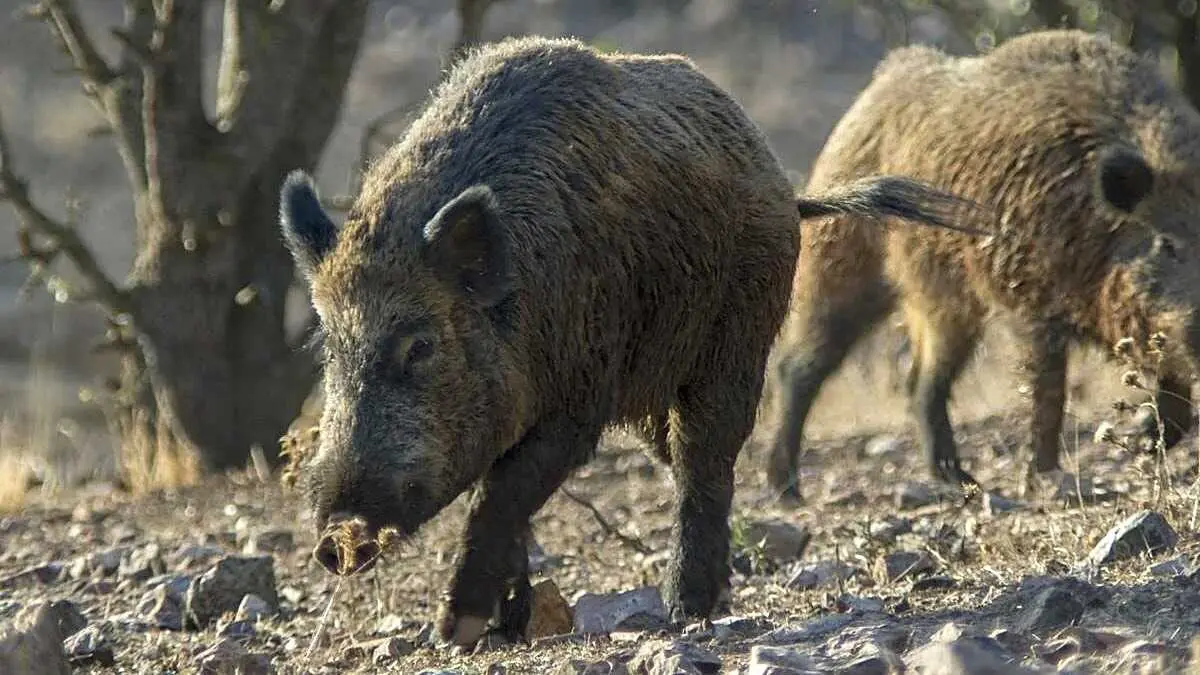 Experto en sanidad animal: "Se está prepardos para actuar ante la peste porcina" - EFE/Jesús Monroy, jabalí, jabalíes,&nbsp;