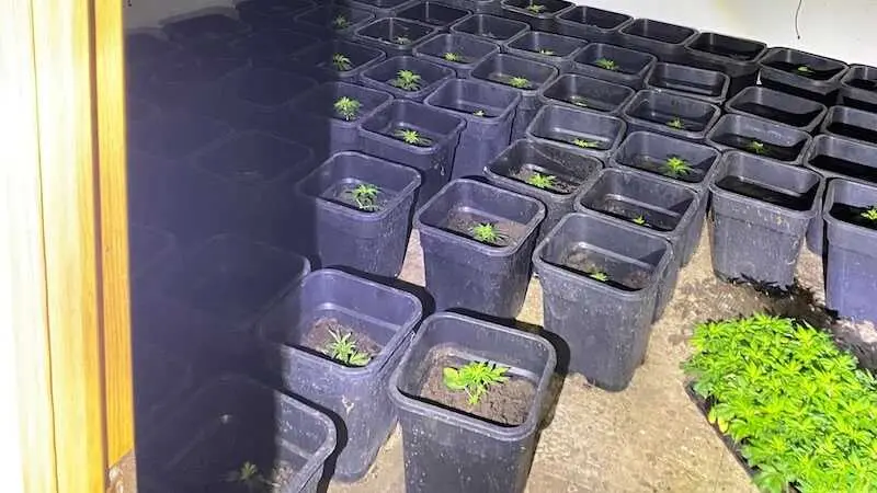 Detenido un varón con orden de ingreso en prisión por robar y cultivar marihuana