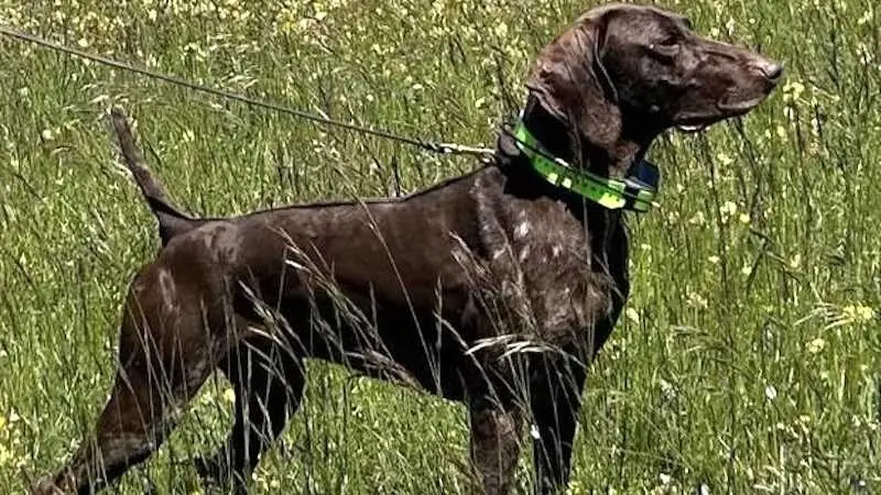 Roban en Fuensalida (Toledo) al perro campeón de Italia que se preparaba para el Mundial
