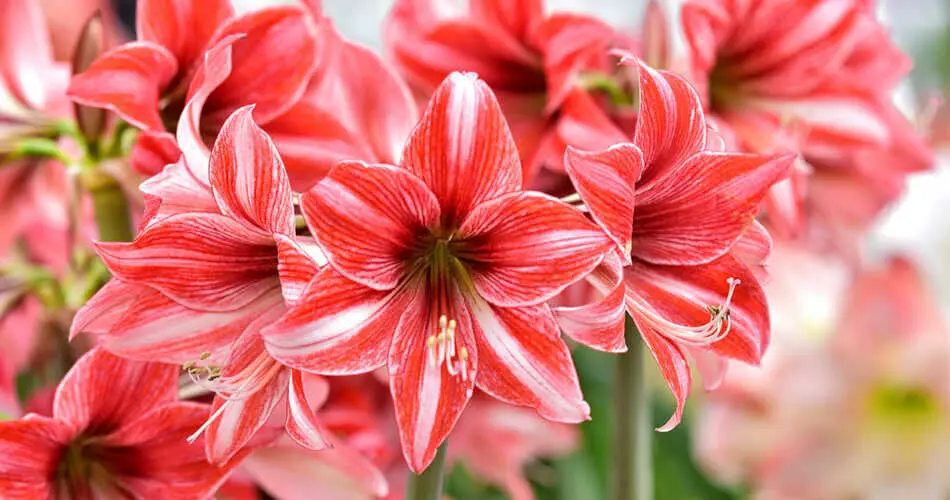 ¿Cuáles son las 5 mejores variedades de amarilis bulbosa en España?