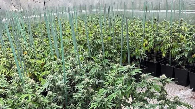 Desmantelados dos cultivos de marihuana en La Sagra toledana con tres detenidos