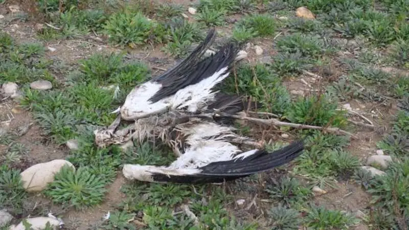 EA denuncia que no se han retirado quince cig&uuml;e&ntilde;as que llevan muertas un mes