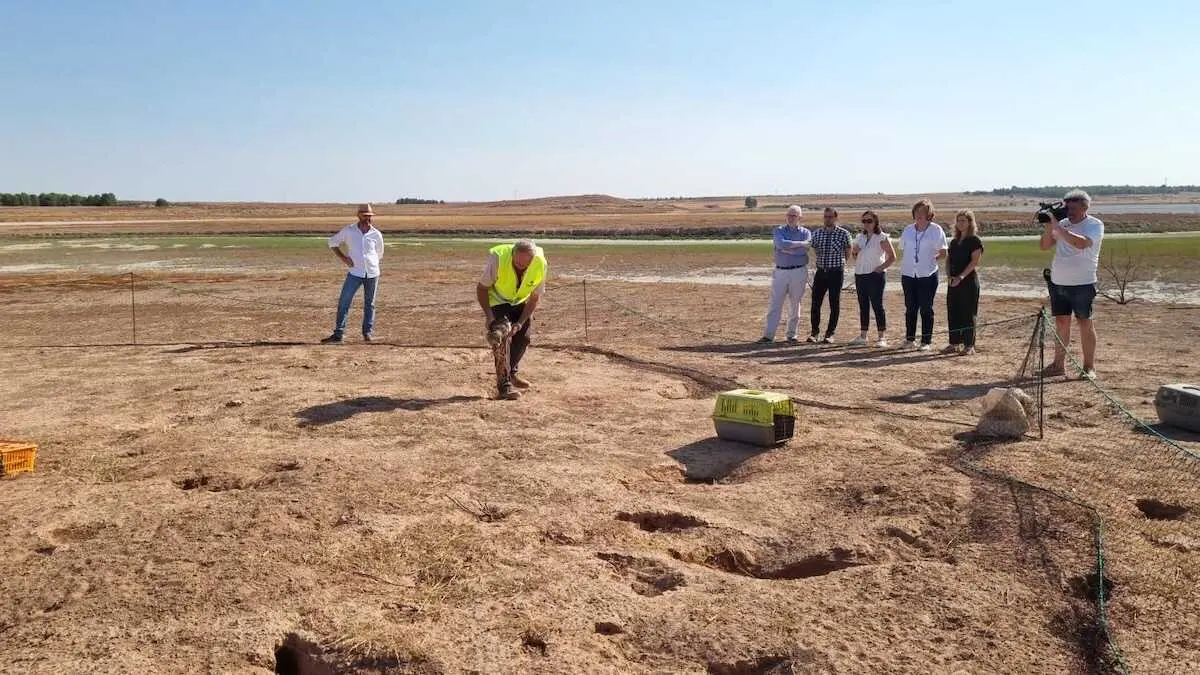Un proyecto piloto busca atajar la sobrepoblaci&oacute;n de conejo con su caza y comercializaci&oacute;n