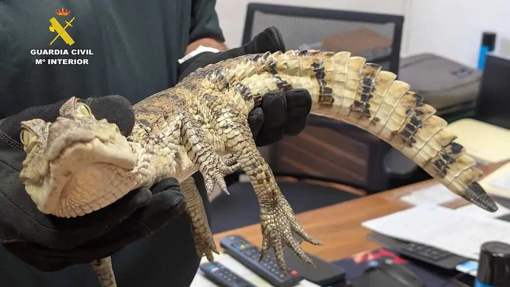 Dos investigados por la liberaci&oacute;n del caim&aacute;n yacar&eacute; en el pantano de Almansa (Albacete)