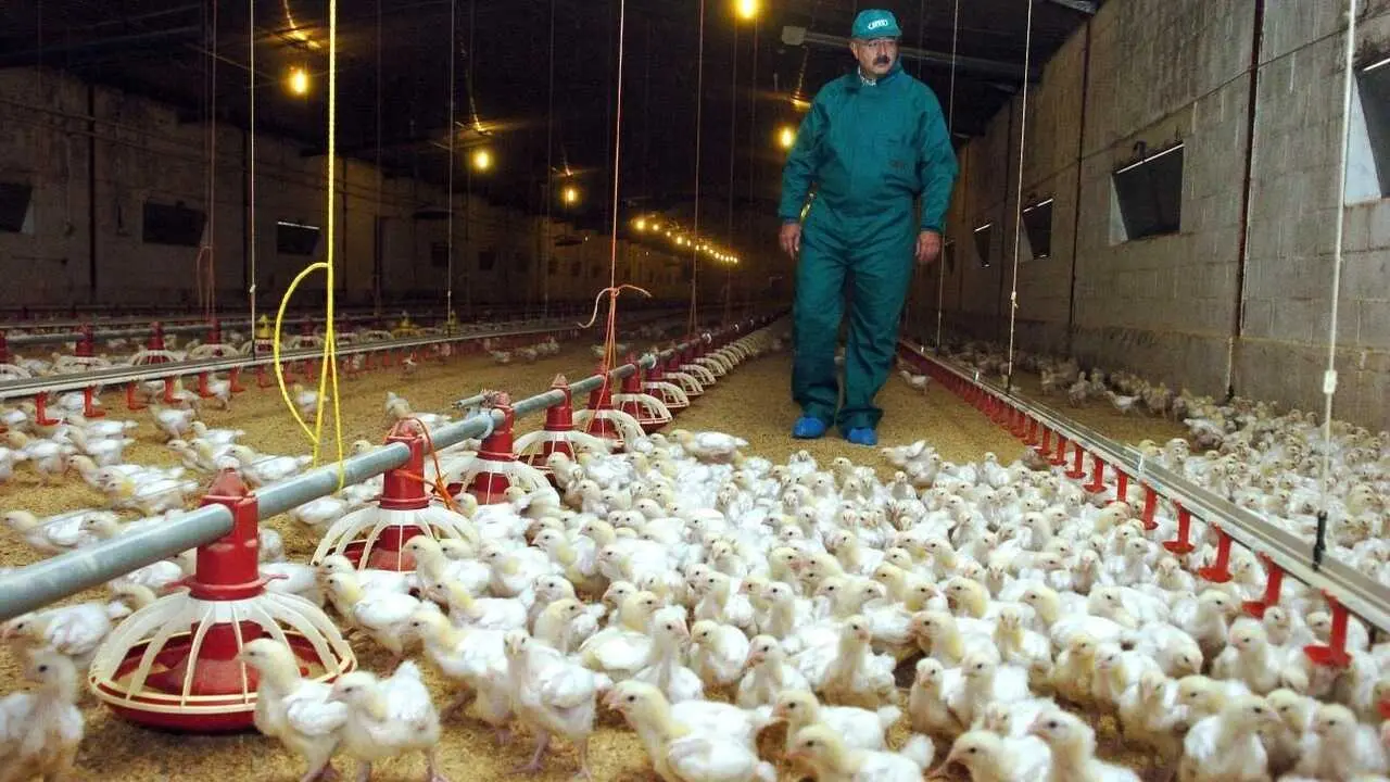 La OMS confirma los dos primeros casos de gripe aviar en humanos en Espa&ntilde;a