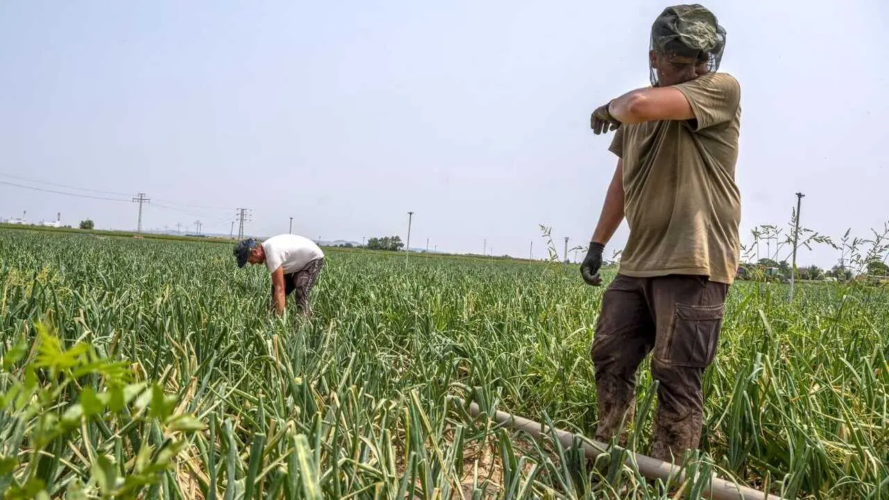 La primera ola de calor del verano, que deja al menos dos muertos, acaba con m&aacute;ximas de 42&ordm; - EFE/Ismael Herrero, agricultor, agricultura, temporeros, cosecha, recolecta, PAC, Pol&iacute;tica Agraria Com&uacute;n, campo,&nbsp;