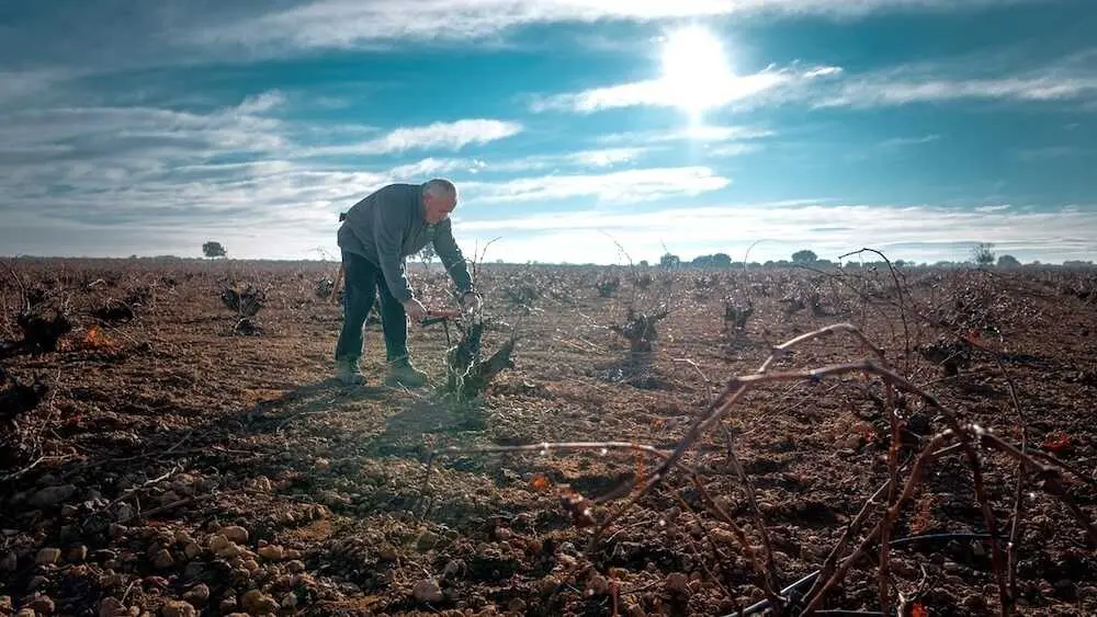 Arranca la poda en el vi&ntilde;edo de la D.O. La Mancha, clave para los vinos de calidad