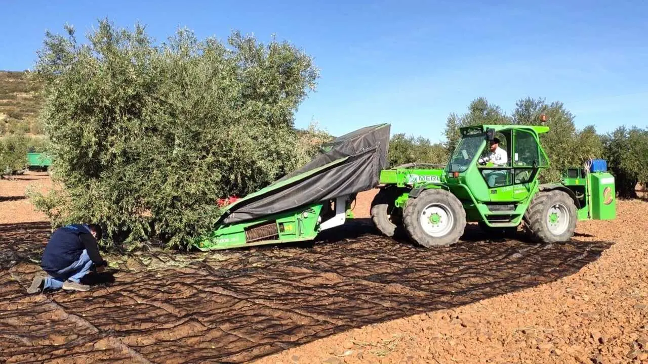 olivar, olivareros, aceituna, aceite de oliva, recolecta, cosecha, agricultura, PAC, agricultores, tractor, Pol&iacute;tica Agraria Com&uacute;n, olivares,