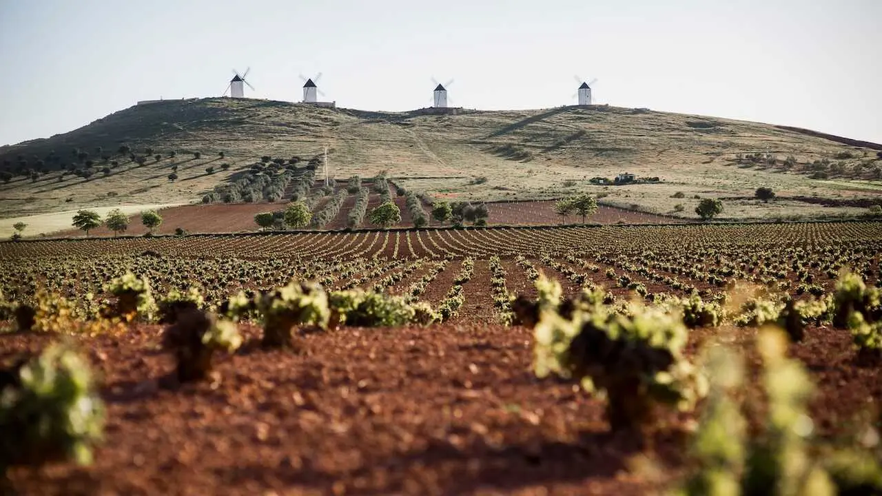 En la imagen vi&ntilde;edos en Castilla-La Mancha con molinos de viento al fondo en verano