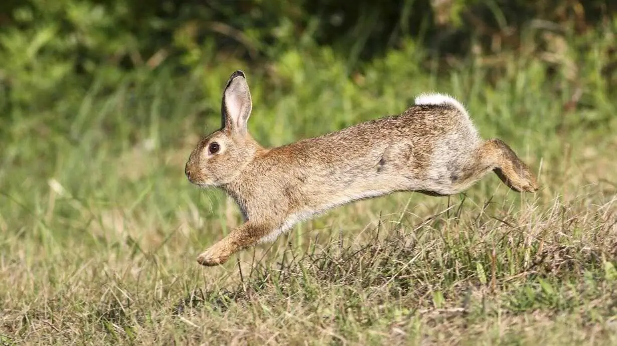 Declaran emergencia cineg&eacute;tica temporal por da&ntilde;os causados por conejos en 308 municipios