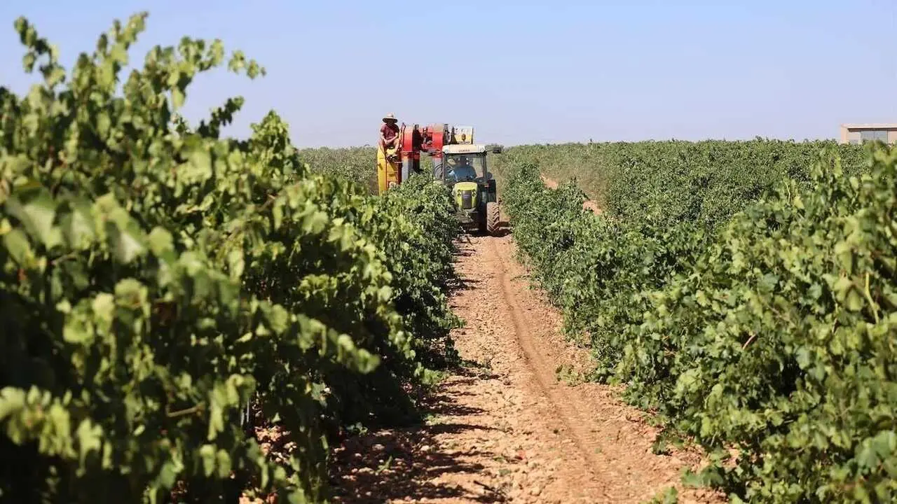 vendimia, vino, agricultura, agricultores, PAC, Pol&iacute;tica Agraria Com&uacute;n, vi&ntilde;edo, maquinar&iacute;a agr&iacute;cola, vides, vid, vi&ntilde;as,