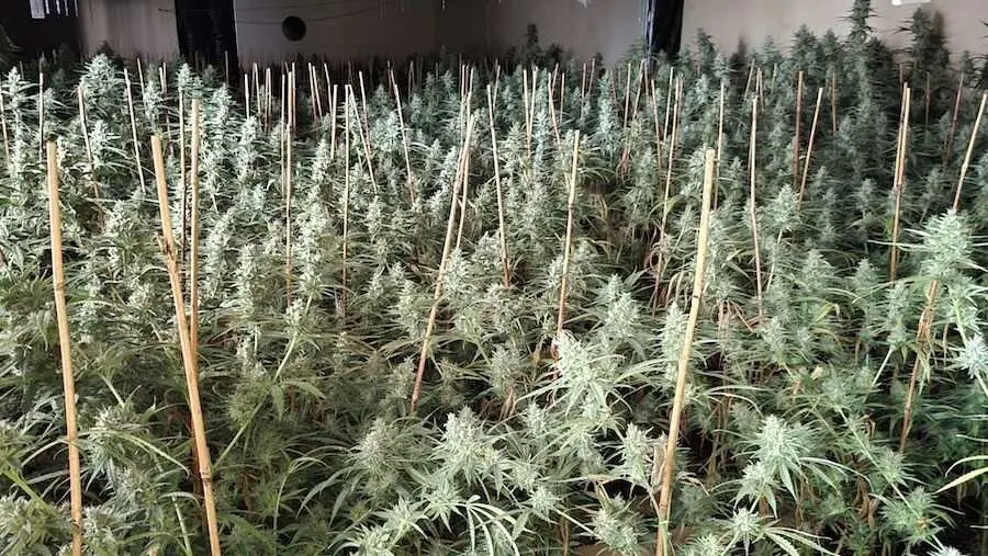 Naturgy alerta de los fraudes el&eacute;ctricos por plantaci&oacute;n de marihuana en La Sagra
