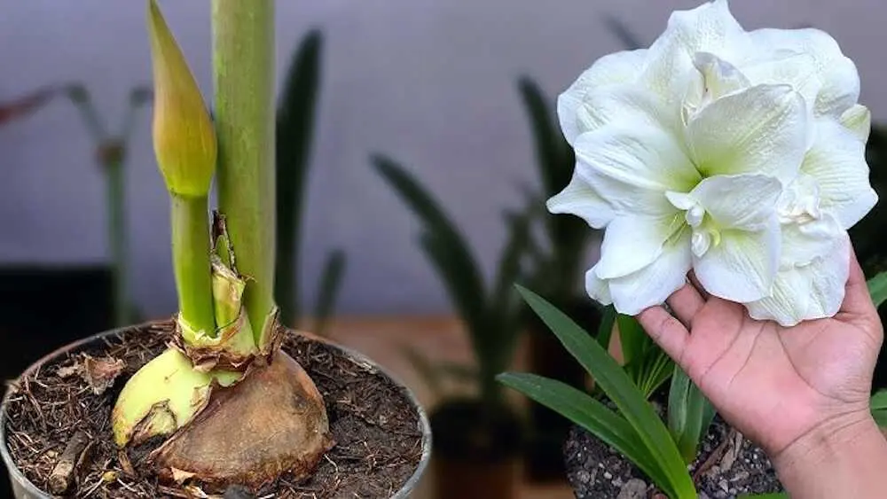 Las cinco variedades de amarilis m&aacute;s espectaculares para cultivar en Espa&ntilde;a