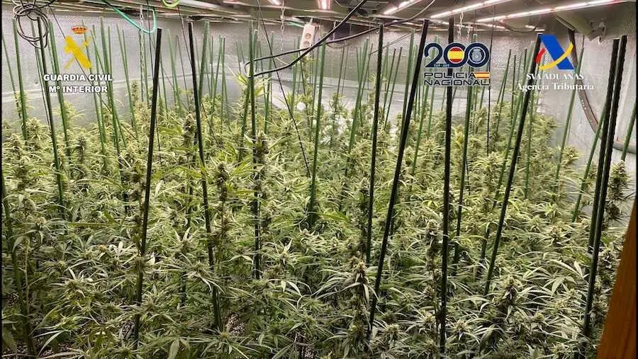 Golpe a una red que enviaba marihuana cultivada en Toledo a Alemania y Polonia