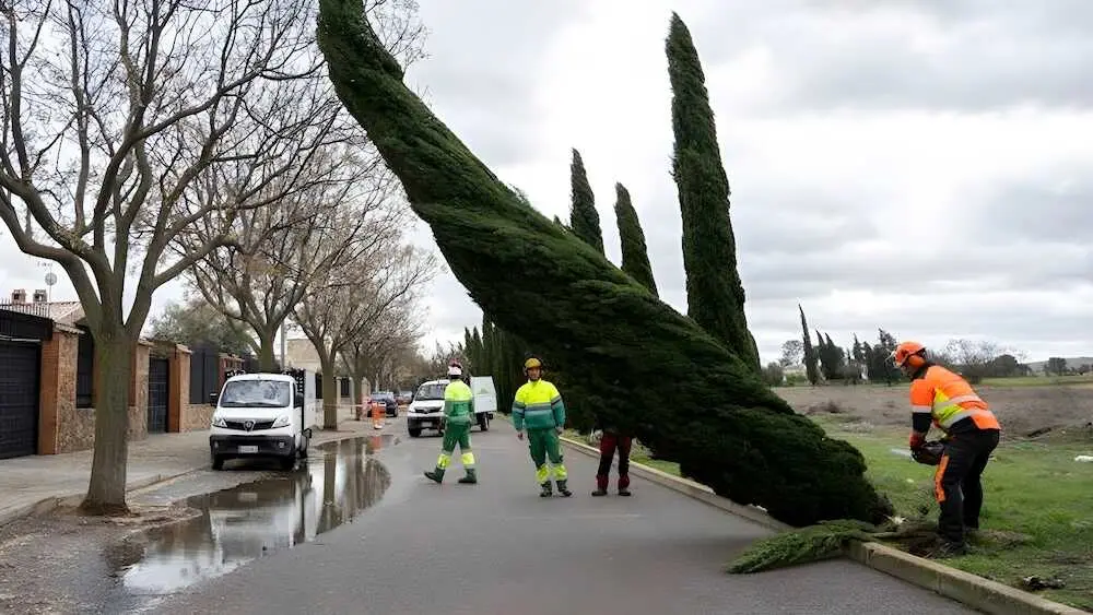 Imagen de operarios trabajando en Ciudad Real durante el paso de la borrasca cuyo viento ha derribado varios &aacute;rboles - EFE/Jes&uacute;s Monroy