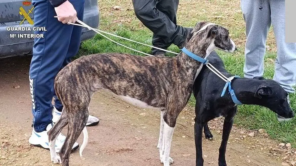 La Guardia Civil desmantela parte de una red de caza furtiva con galgos en Ciudad Real