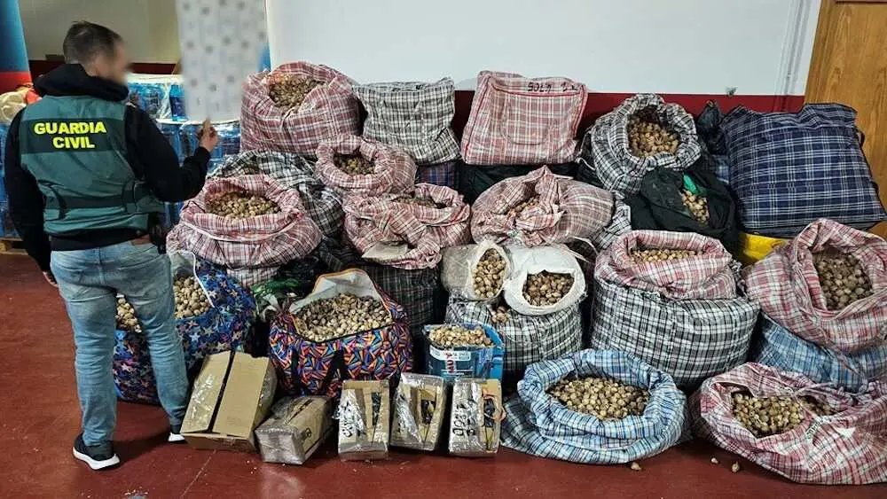 Prisi&oacute;n por robar adormidera en Albacete para enviarla a EE. UU.