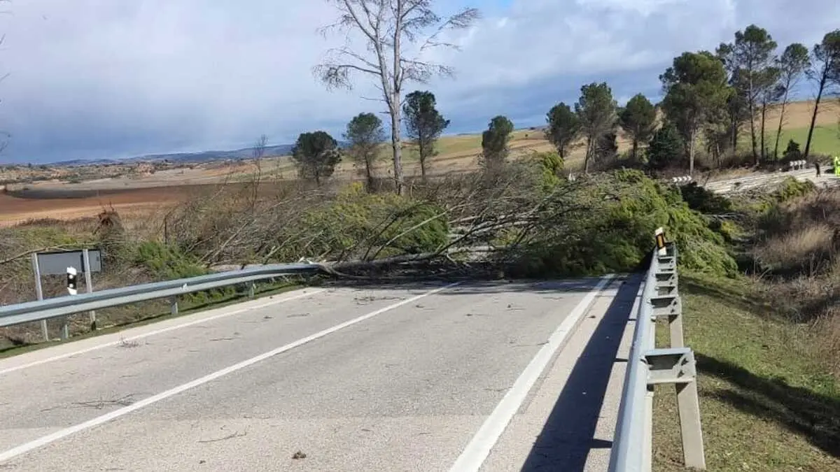 En la imagen el &aacute;rbol ca&iacute;do por el viento que provoc&oacute; el corte de la carretera en Alcocer (Guadalajara)