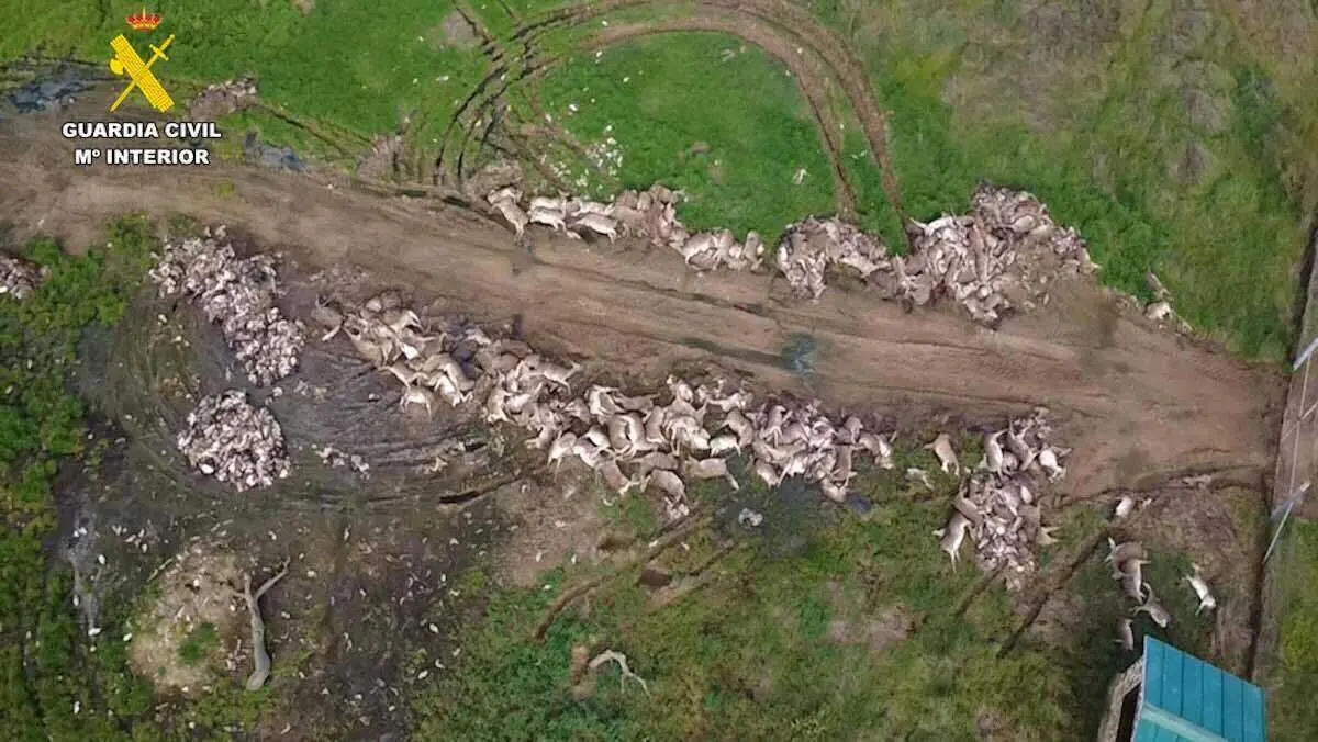 El Seprona denuncia un 48% m&aacute;s de capturas en una monter&iacute;a en Almad&eacute;n (Ciudad Real)