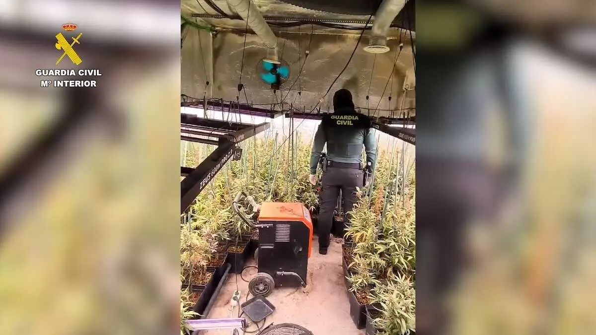 Desmantelan en Hormigos (Toledo) una plantaci&oacute;n &lsquo;indoor&rsquo; con 1.500 plantas de marihuana