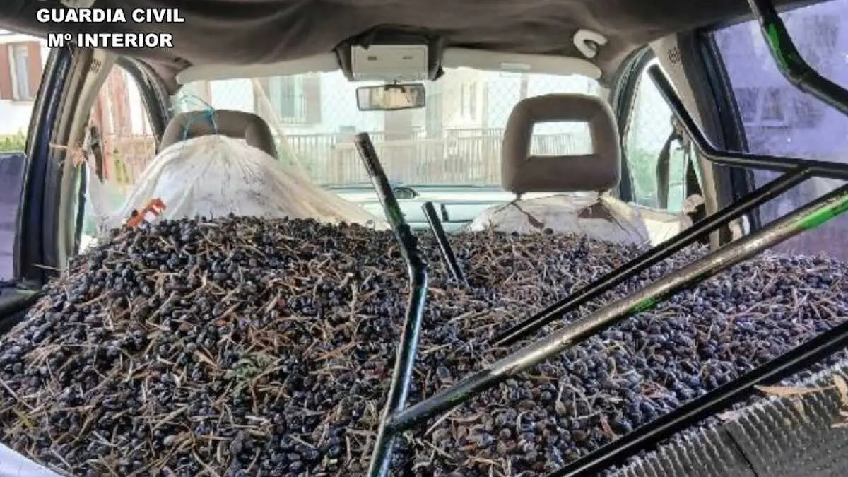 Cazan a tres reincidentes con 800 kilos de aceituna y 1.500 euros